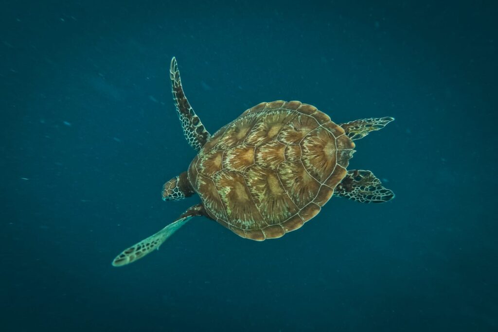 tortue-bohol-philippines