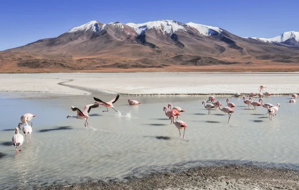 vue sur les montagnes les lacs et les flamingos bolivie