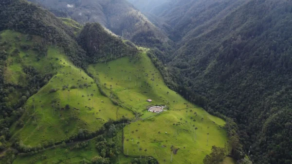 palmier drone colombie